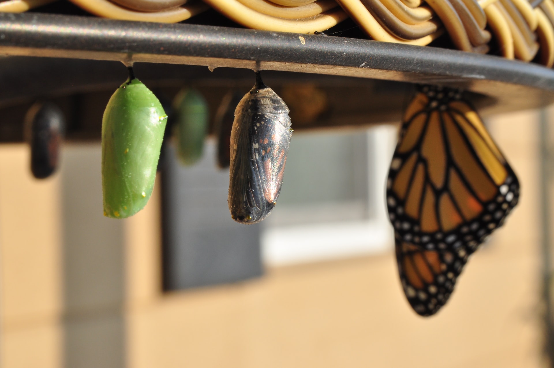 EDGEy Wednesday –  Inner-Led Transformation